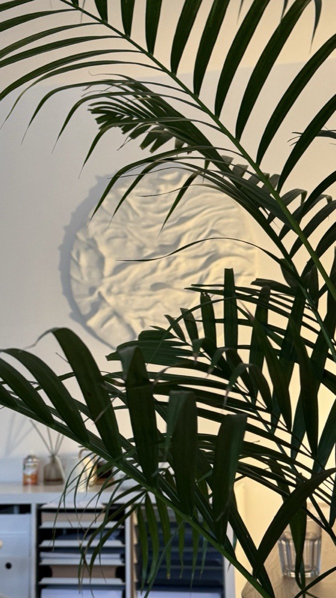 Planta din cabinet